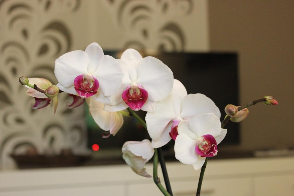 Weber Apartments Drezno Zewnętrze zdjęcie